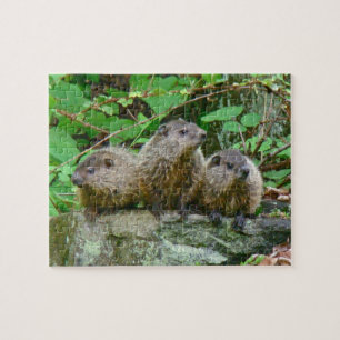 Three Baby Groundhogs Jigsaw Puzzle