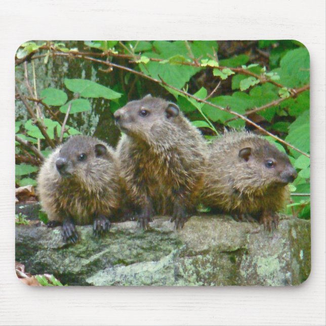 Three Baby Groundhogs Mouse Pad (Front)