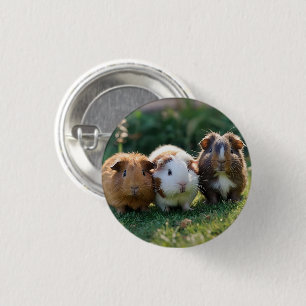 Three Baby Guinea Pigs, 1 Inch Round Button