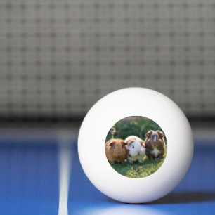 Three Baby Guinea Pigs, Ping Pong Ball