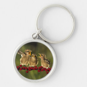 Three Baby Lanius Schach Birds Keychain