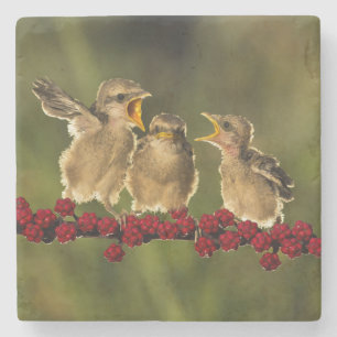 Three Baby Lanius Schach Birds Stone Coaster