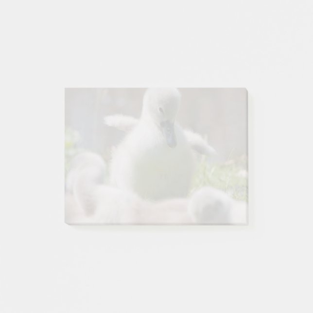 Three Baby Swan Cygnet ducklings cuddling together Post-it Notes (Front)