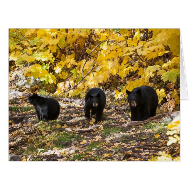 Three Bears (Front Horizontal)