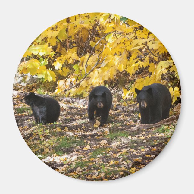 Three Bears Magnet (Front)