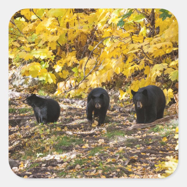 Three Bears Square Sticker (Front)