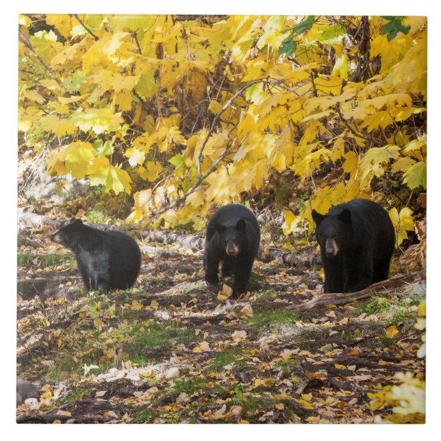 Three Bears Tile (Front)