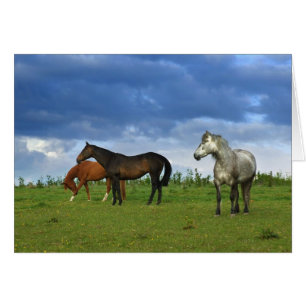 Three beautiful horses on sunny Summer day