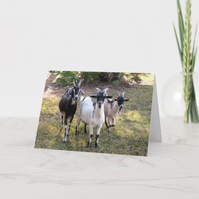 Three Billy Goats Card (Front)