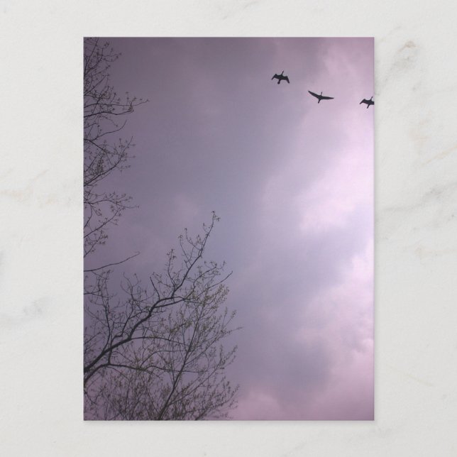 Three Birds Fly So high Postcard (Front)