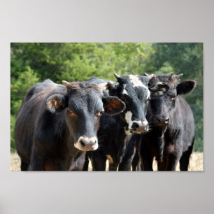 Three Black Baldy Calves Poster