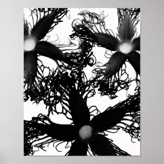 Three Black Flowers Poster