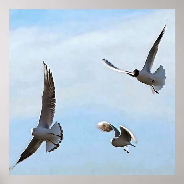 Three Black Headed Gulls Of The Bosphorus Art Poster (Front)