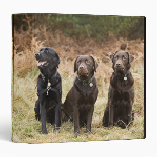 Three Black Labrador retrievers Binder