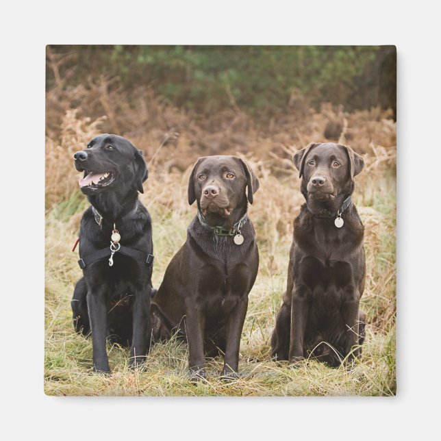 Three Black Labrador retrievers Magnet (Front)