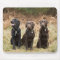 Three Black Labrador retrievers