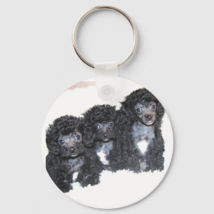 Three black/silver Toy poodle puppies Keychain
