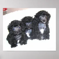 Black toy poodle breeders best sale