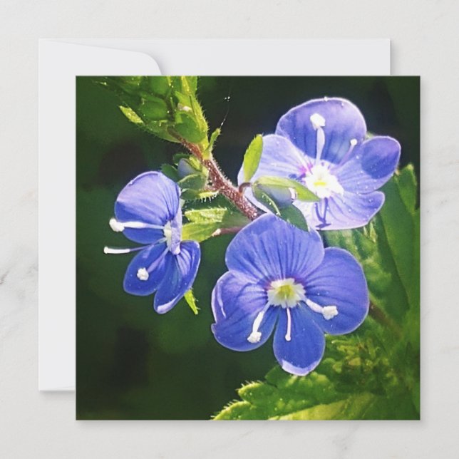 Three Blue Flowers Flat Card (Front)
