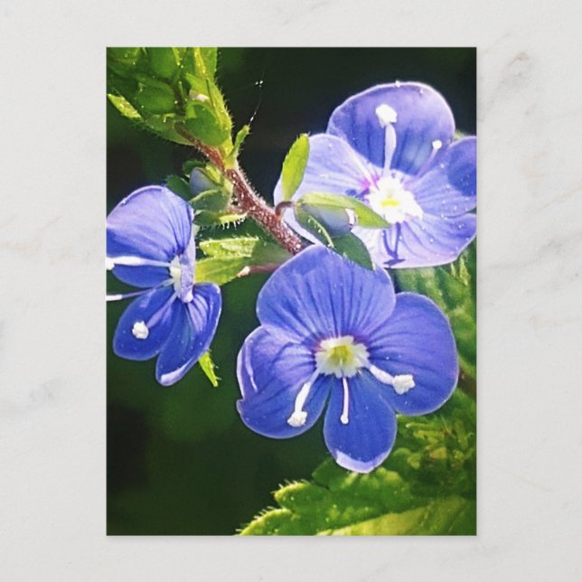 Three Blue Flowers  Postcard (Front)