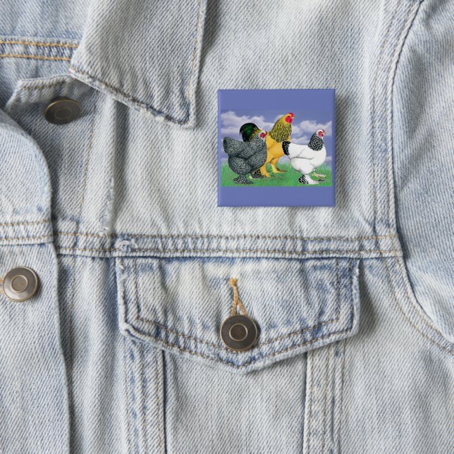 Three Brahmas 2 Inch Square Button (In Situ)