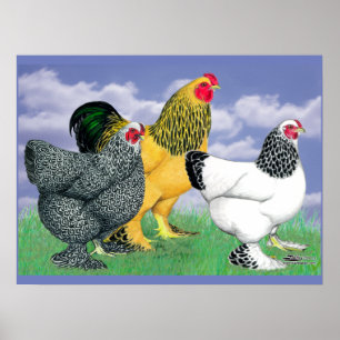 Three Brahmas Poster