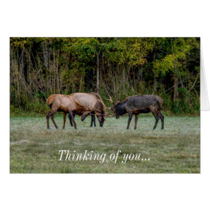 Three Bull Elk Fight Thinking of you Notecard