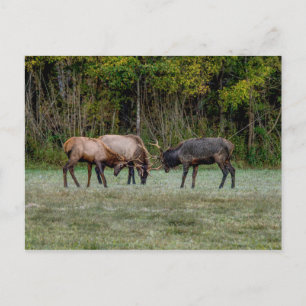 Three Bull Elk Fighting Blank Postcard