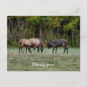 Three Bull Elk Fighting Thank you Postcard