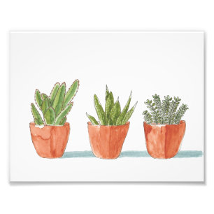 Three Cacti in a Row Photo Print