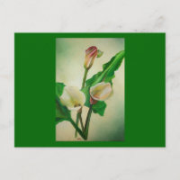 Three Calla Lilies Stunning Botanical Acrylic 