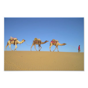 Three Camels in the Desert Poster