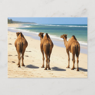 Three Camels on the beach in Mombasa Kenya Postcard