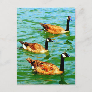 Three Canadian Geese Postcard