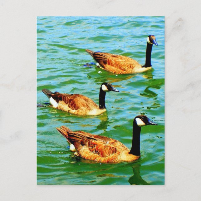 Three Canadian Geese Postcard (Front)
