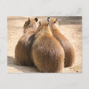 Three Capybara Postcard