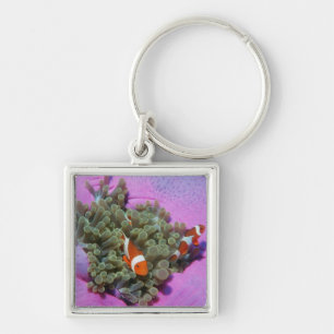Three Clown Fishes on Sea Anemone, Andaman Sea Keychain