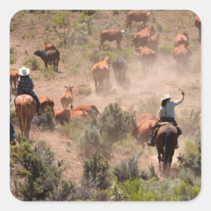 Three cowboys and cowgirls driving cattle square sticker