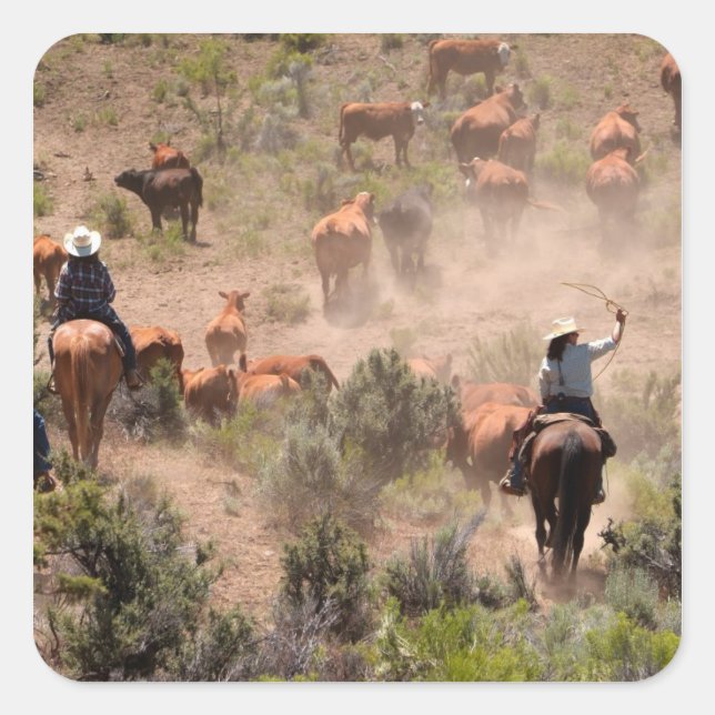 Three cowboys and cowgirls driving cattle square sticker (Front)
