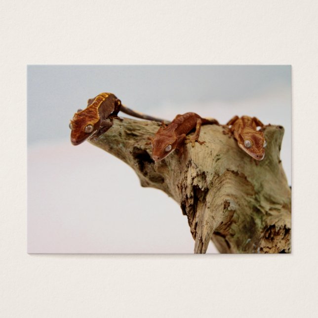 Three Crested Geckos (Front)