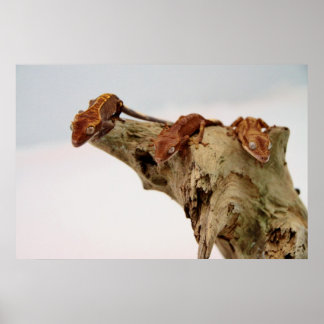 Three Crested Geckos Poster