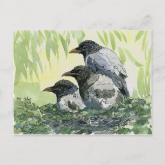 Three crow by schukina postcard