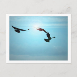 Three Crows Postcard