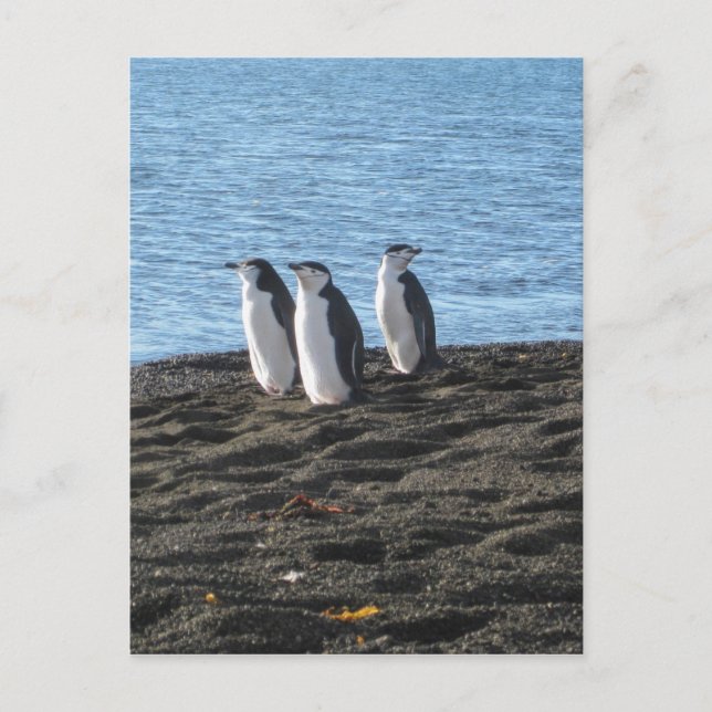Three curious penguins postcard (Front)