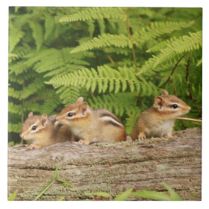 Three Cute Baby Chipmunks Tile