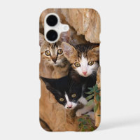 Three Cute Curious Cat Kittens Faces Funny Photo -