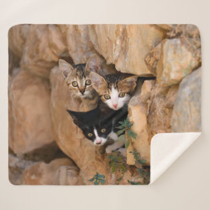 Three Cute Curious Cat Kittens Faces Funny Photo . Sherpa Blanket