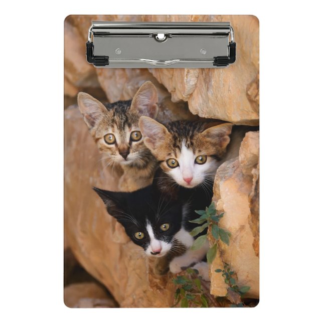 Three Cute Curious Cat Kittens Funny Photo on a Mini Clipboard (Front)