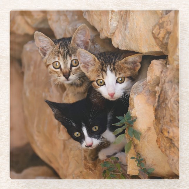 Three Cute Curious Cat Kittens Photo, Table-Decor Glass Coaster (Front)