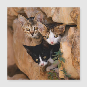 Three cute curious kittens